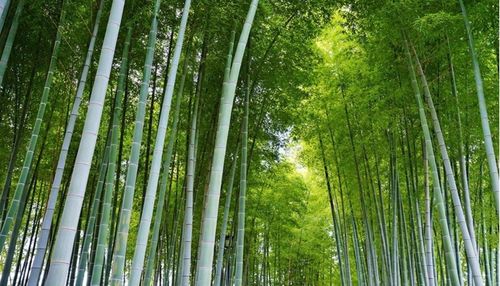 竹韻橋鎮(zhèn) 以竹為媒，編織鄉(xiāng)村振興新篇章