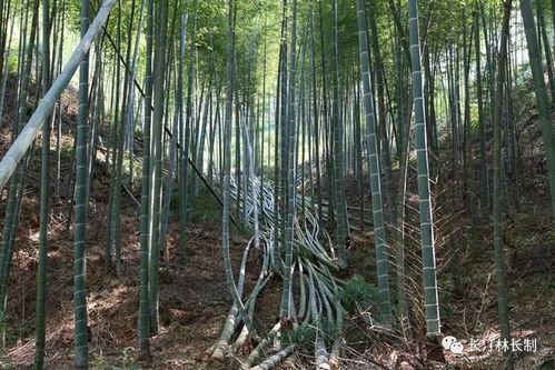 讓竹林成為美麗鄉(xiāng)村的一道風(fēng)景線——長(zhǎng)汀縣成立竹業(yè)發(fā)展協(xié)會(huì)推動(dòng)竹制品加工產(chǎn)業(yè)化